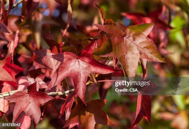 otoño - otoño bildbanksfoton och bilder