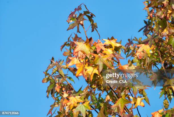 otoño - otoño bildbanksfoton och bilder