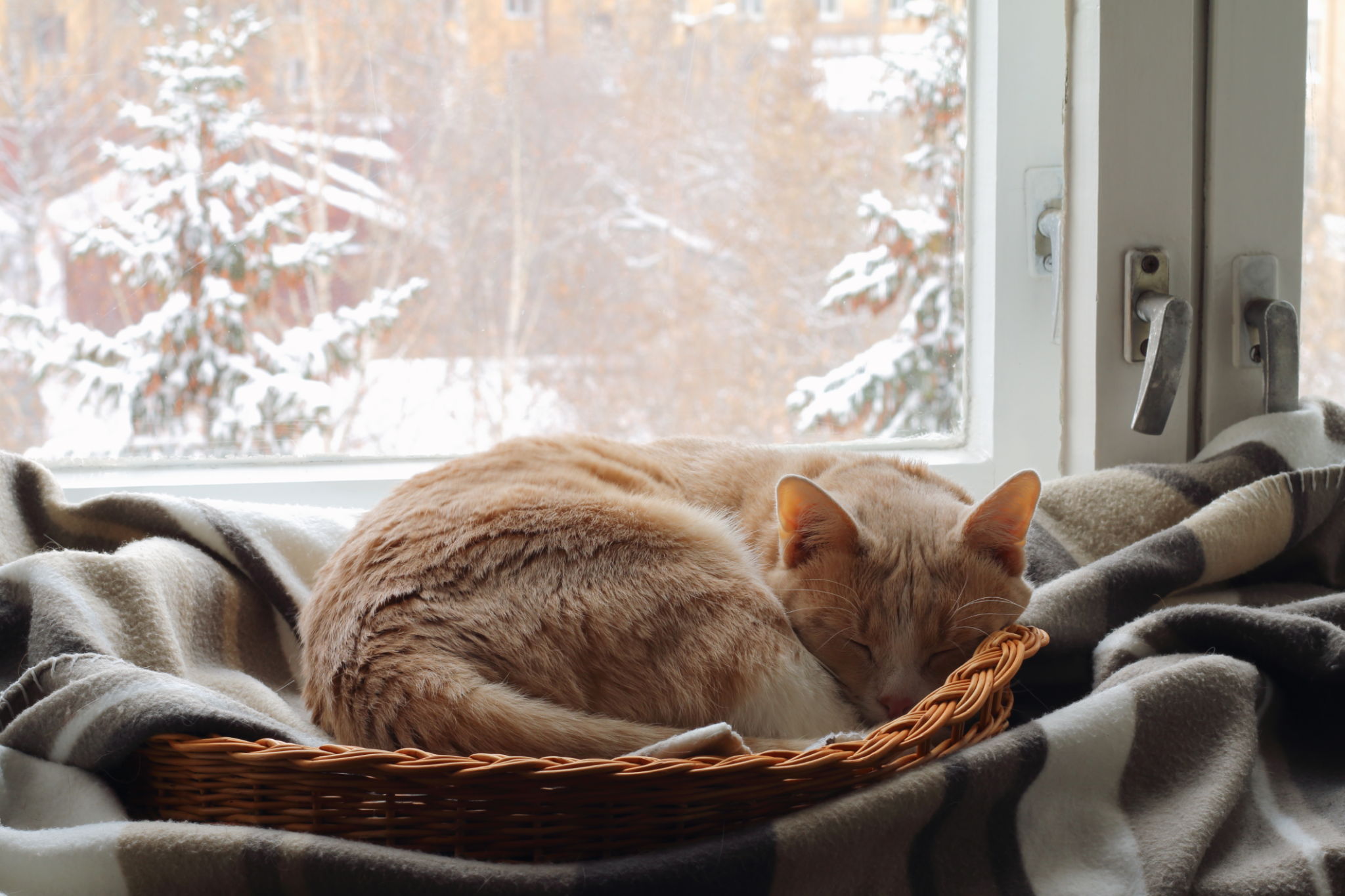 cat winter blanket