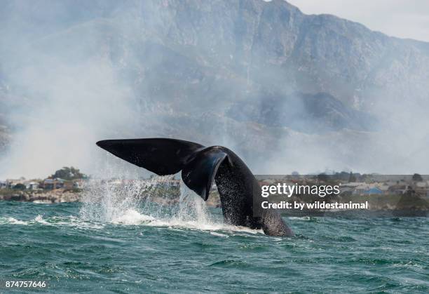 southern right whale tail slapping at the water's surface as fires burn in the township in the background due to civil unrest, near hermanus, south africa. - hermanus bildbanksfoton och bilder