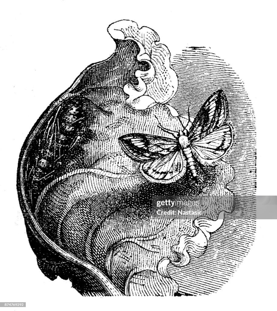 Cabbage butterfly, white butterfly