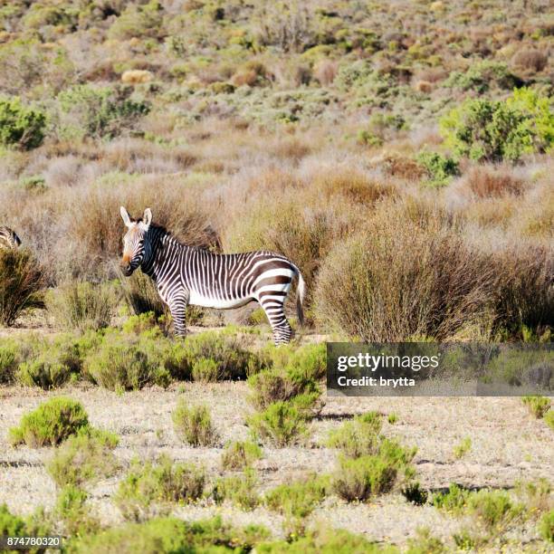 cebra de montaña del cabo en las montañas de cederberg, sudáfrica - cebra de montaña fotografías e imágenes de stock