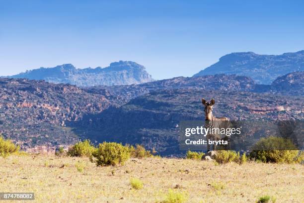 cebra de montaña del cabo en la zona de las montañas de cederberg, sudáfrica - cebra de montaña fotografías e imágenes de stock