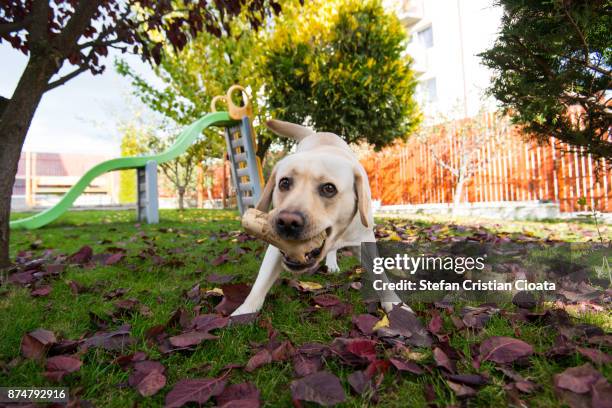 labrador retriever playing - dog with a bone stock-fotos und bilder