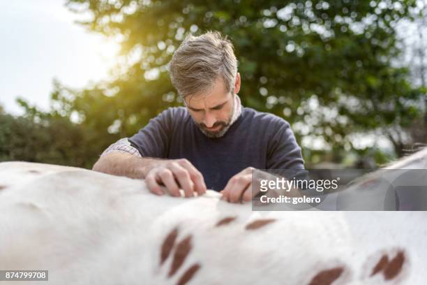 veterinário barbudo segurando na parte traseira do cavalo malhado - hairy back man - fotografias e filmes do acervo