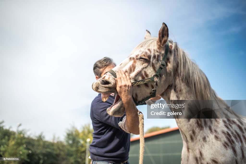 Bearded veterinarian holding head of spotted horse