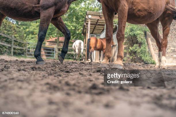 horses on paddock - horse hoof stock pictures, royalty-free photos & images