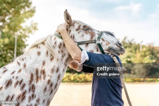 veterinarian checking holding head of spotted horse on shoulder - horse stock pictures, royalty-free photos & images