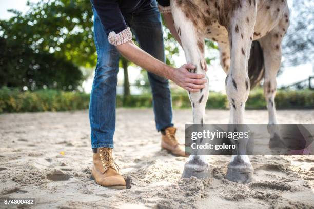 veterinarian checking knee of spotted horse - osteopath stock pictures, royalty-free photos & images
