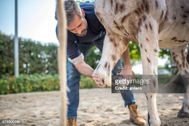 veterinarian checking knee of spotted horse - horse hoof stock pictures, royalty-free photos & images