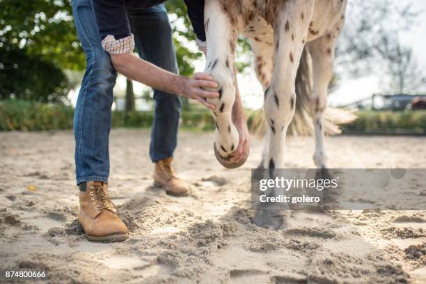 veterinarian checking leg of spotted horse - horse hoof stock pictures, royalty-free photos & images