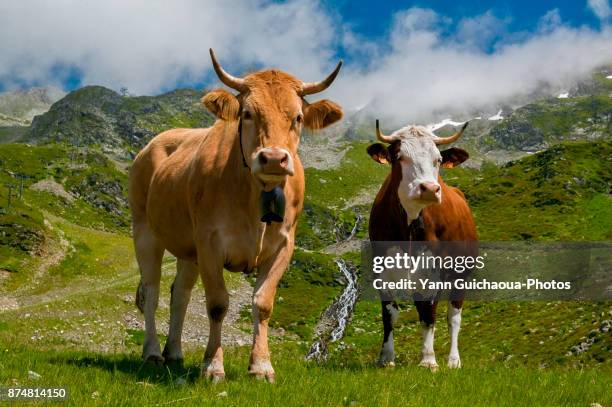 862 French Alps Animals Photos and Premium High Res Pictures - Getty Images 862 French Alps Animals Photos and Premium High Res Pictures - Getty Images