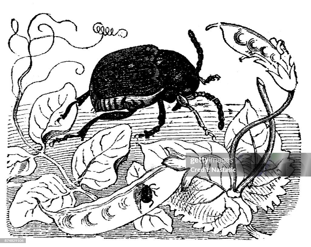 I coleotteri di piselli e fagioli, Bruchus granarius