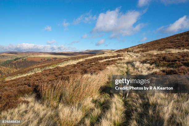 border collie on moors in autumn, derbyshire, england - border collie stock-fotos und bilder