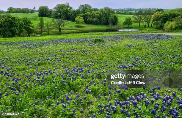 bluebonnet meadow in texas - texas bluebonnet stock pictures, royalty-free photos & images