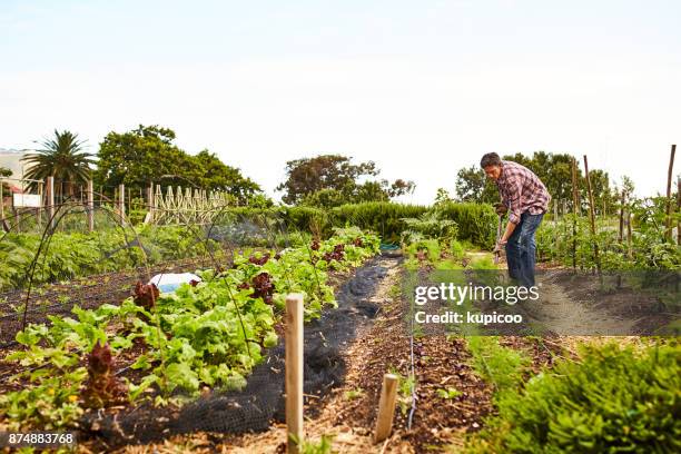 gira quel terreno! - forca da giardino foto e immagini stock