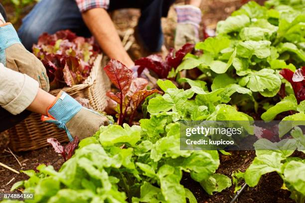 groeiende it groene en weelderige - lettuce stockfoto's en -beelden