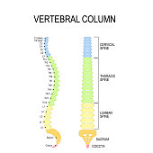 Numbering order of the vertebrae of the human spinal column.