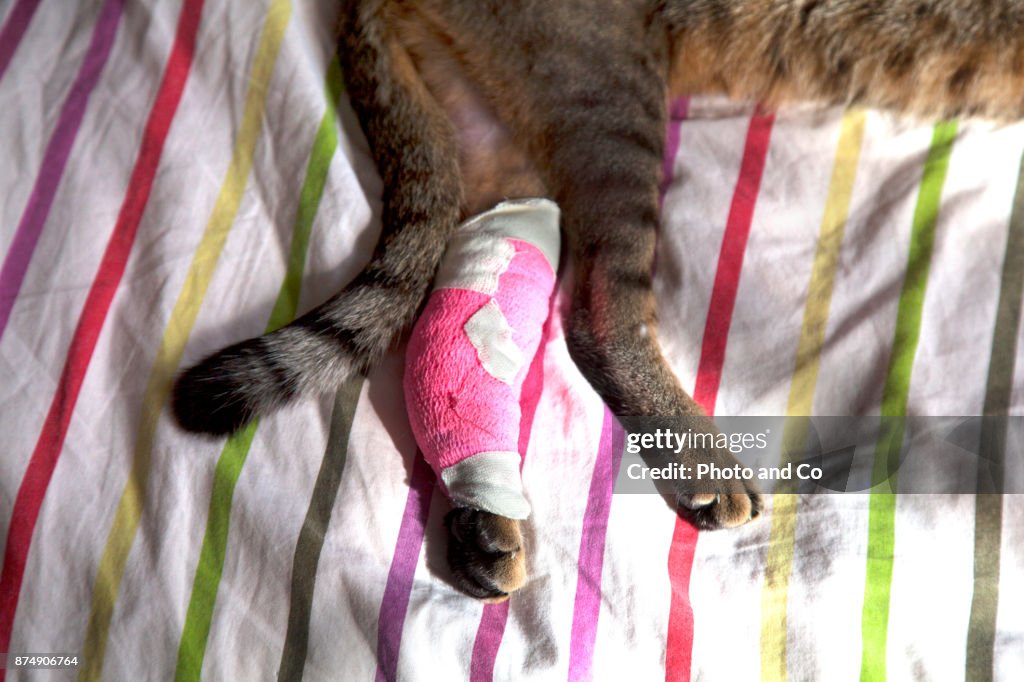 Cat with bandaged front paw