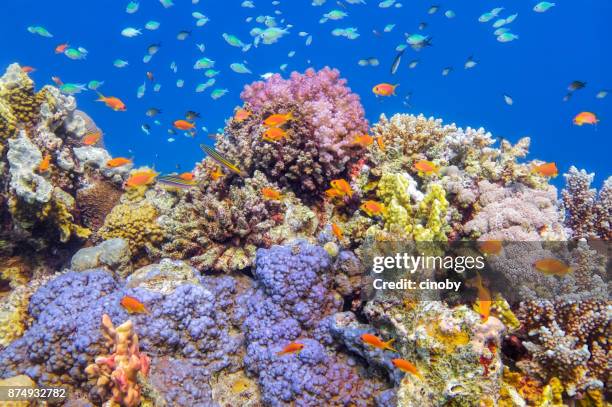 underwater sea life on beautiful coral reef with lot of tropical fish in red sea - marsa alam - egypt - coral hind stock pictures, royalty-free photos & images