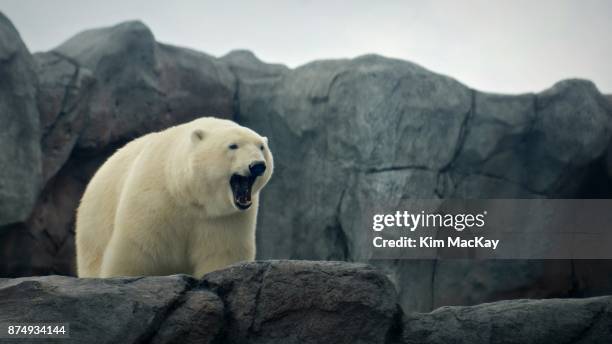 polar bear yawning, looking over rocky ledge - winnipeg stock-fotos und bilder