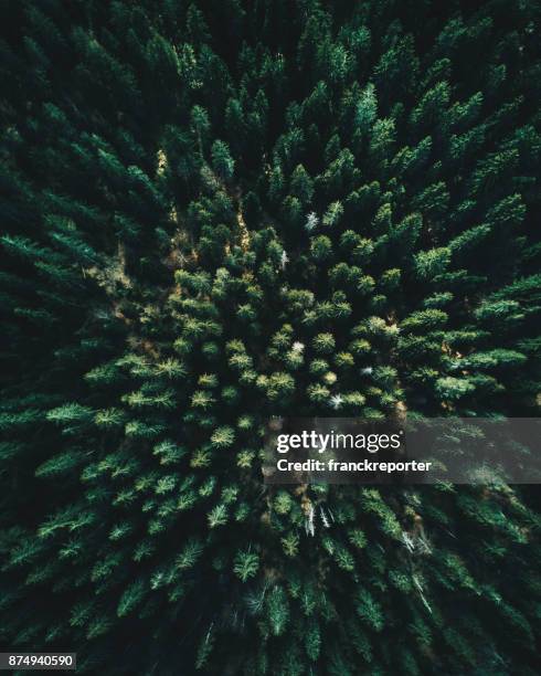 forest of tree pines aerial view - drone isolated stock pictures, royalty-free photos & images