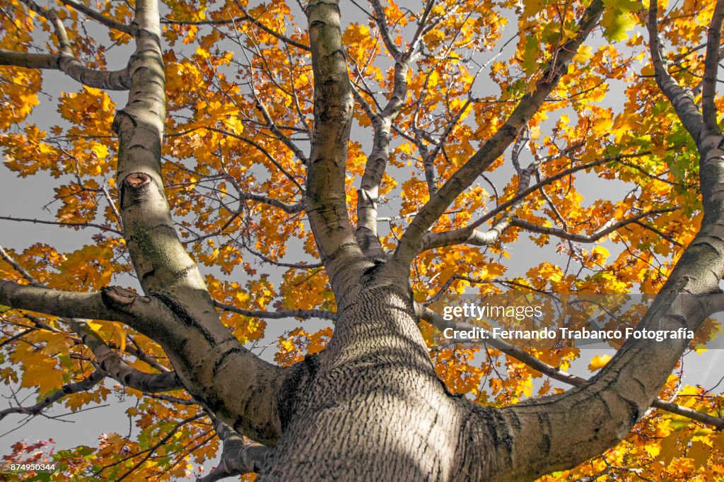 Tree in autumn