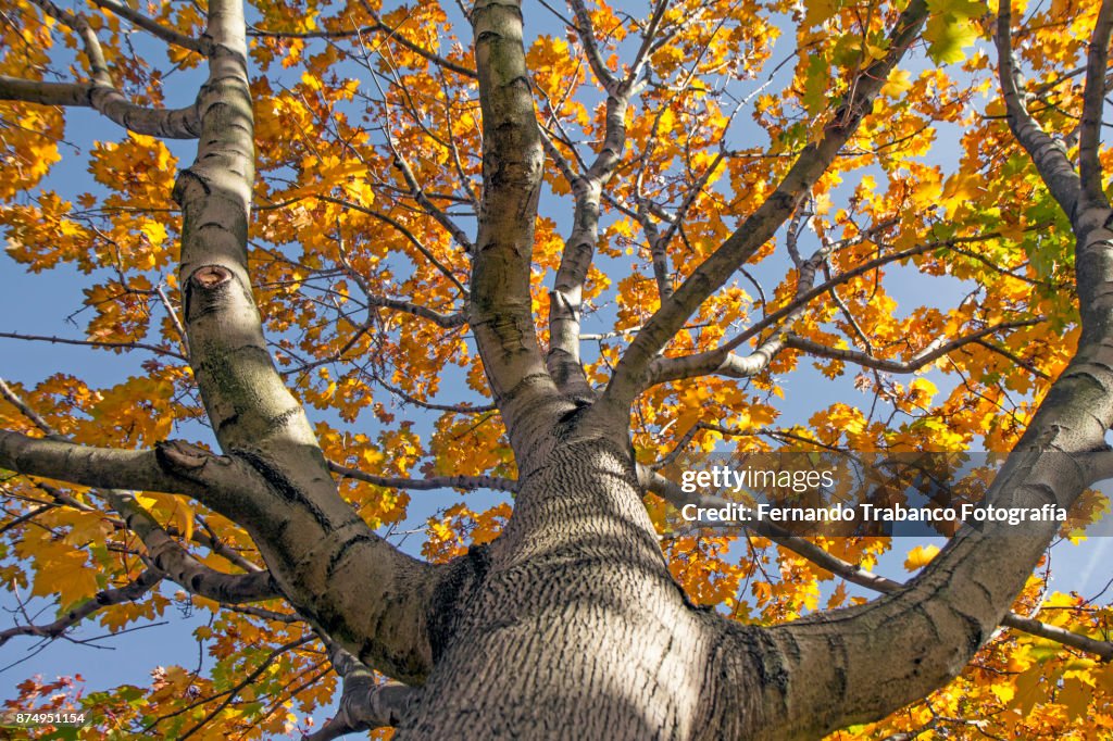 Tree in autumn