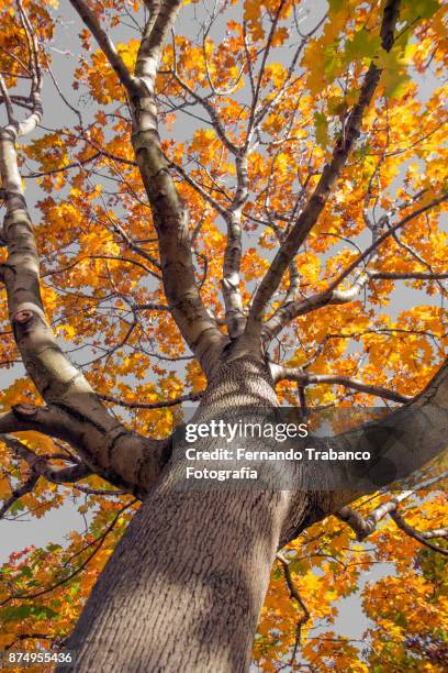 tree in autumn - anse de henle photos et images de collection