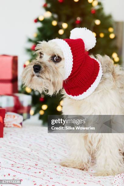 christmas for pets - chinese crested powderpuff stock pictures, royalty-free photos & images