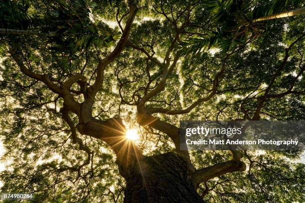 banyan tree canopy sunstar - boomlaag stockfoto's en -beelden