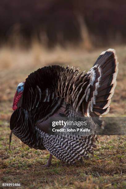 wild turkey strutting in a field - colorado wild turkey stock pictures, royalty-free photos & images