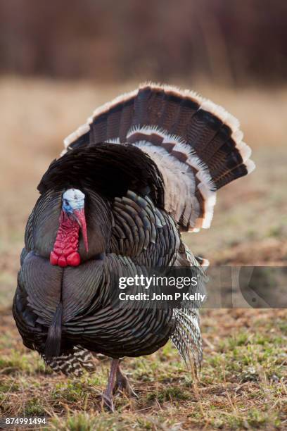 wild turkey strutting in a field - colorado wild turkey stock pictures, royalty-free photos & images