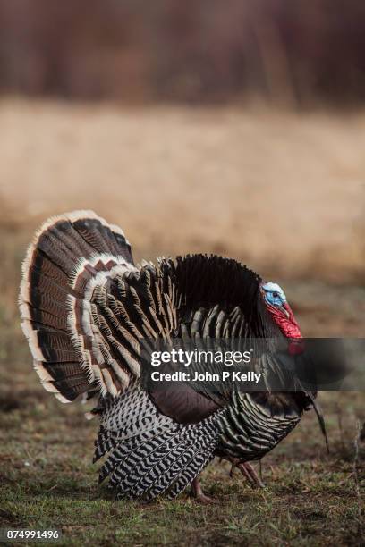 wild turkey strutting in a field - colorado wild turkey stock pictures, royalty-free photos & images