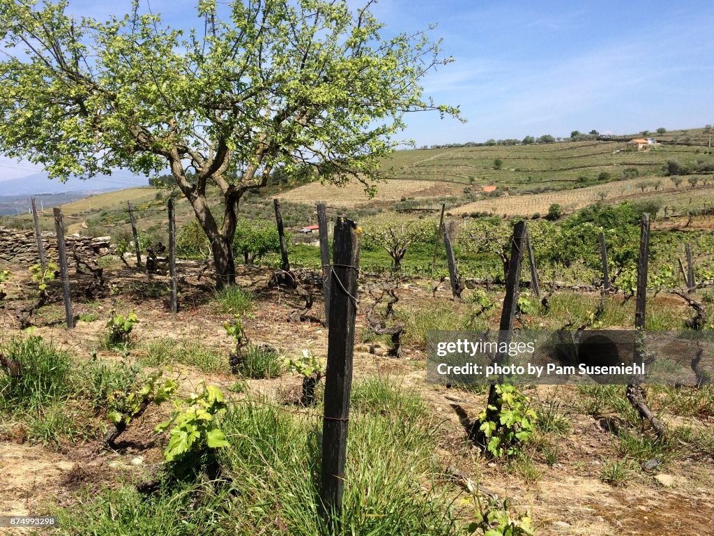 Portugal, Douro Valley Wine Country Vineyard