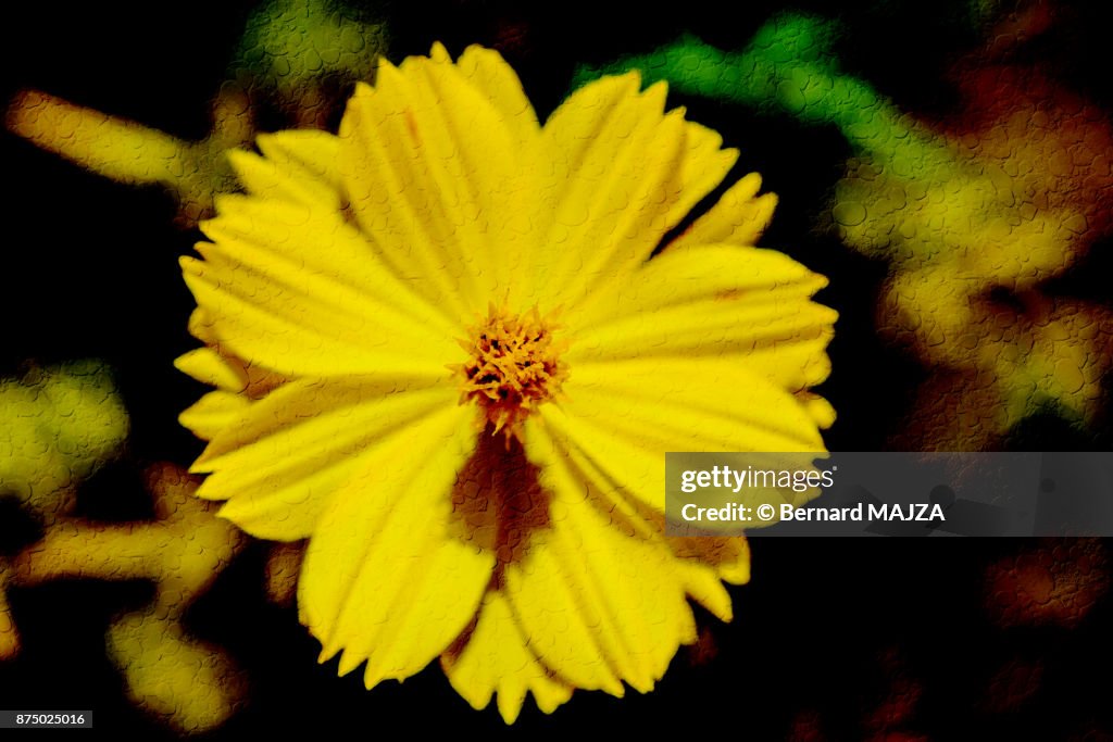 Yellow flower