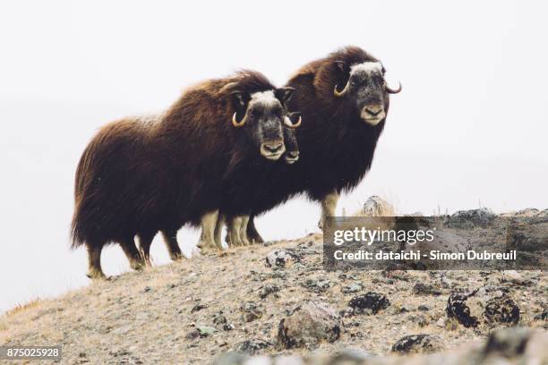 musk oxen family near kangerlussuaq - kangerlussuaq stock pictures, royalty-free photos & images