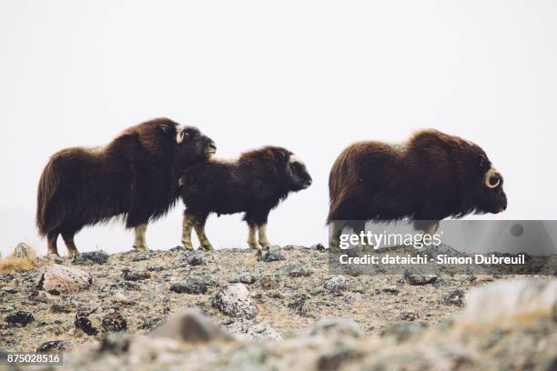 musk oxen family near kangerlussuaq - kangerlussuaq stock pictures, royalty-free photos & images