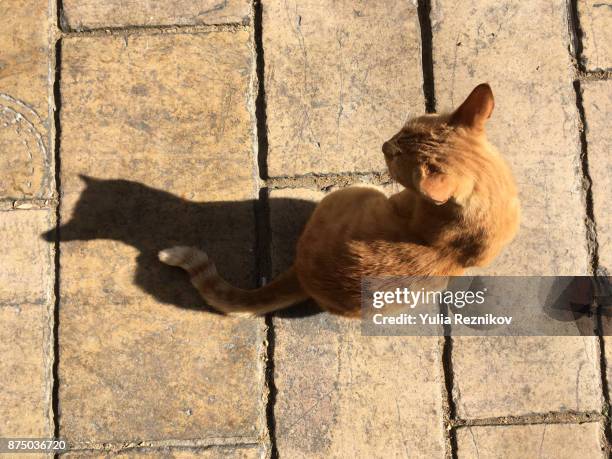 red cat sitting in his shadow - 猫 影 ストックフォトと画像
