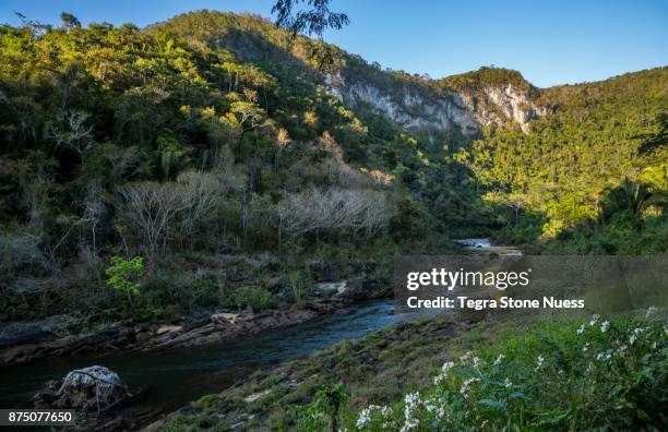 macal river in belizean jungle - belize stock-fotos und bilder