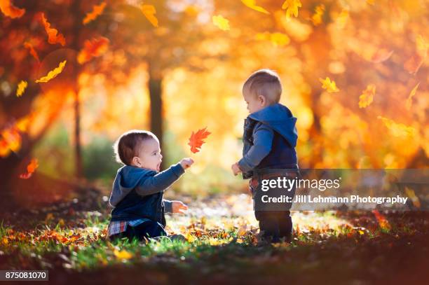 15 month old fraternal twins interact on an autumn day - european best pictures of the day october 15 2017 stock-fotos und bilder