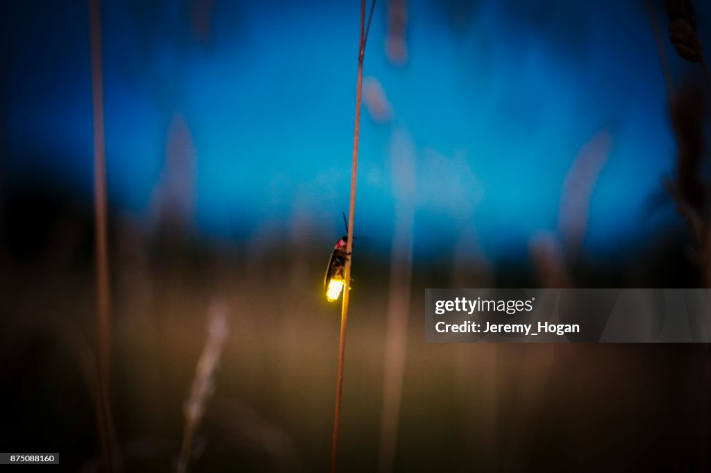 螢火��蟲在黃昏時模糊的飛翔
