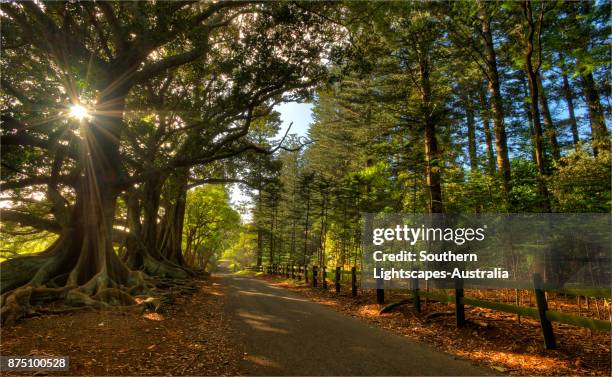 dawn light on new farm road, norfolk island, south pacific. - norfolk island stock pictures, royalty-free photos & images