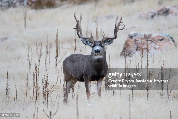 big rack - mule deer stock-fotos und bilder