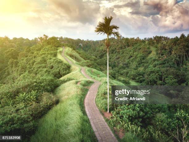 campuhan ridge walk, bali, indonesia - campuhan ridge walk stockfoto's en -beelden