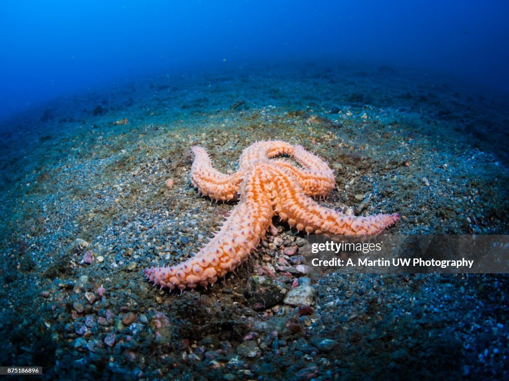 Sea star