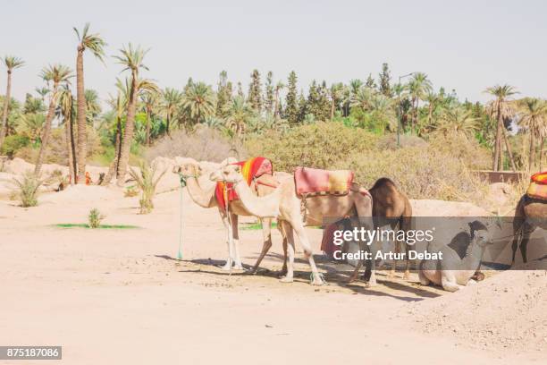 desert picture with palm trees and dry landscape in the palmeraie located in the surrounding of marrakech during road trip vacations in morocco. - palmeraie stock pictures, royalty-free photos & images