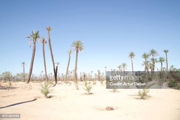 desert picture with palm trees and dry landscape in the palmeraie located in the surrounding of marrakech during road trip vacations in morocco. - palmeraie stock pictures, royalty-free photos & images