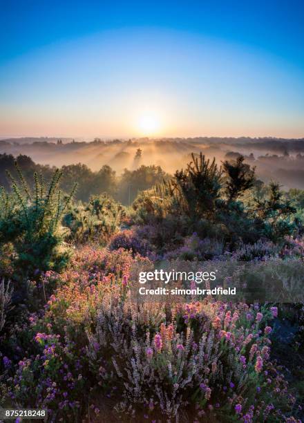 amanecer en colinas de surrey - surrey inglaterra fotografías e imágenes de stock