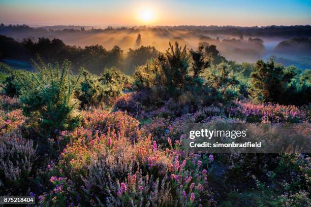 dawn in die surrey hills - surrey stock-fotos und bilder